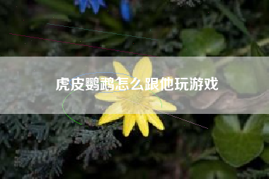 虎皮鹦鹉怎么跟他玩游戏