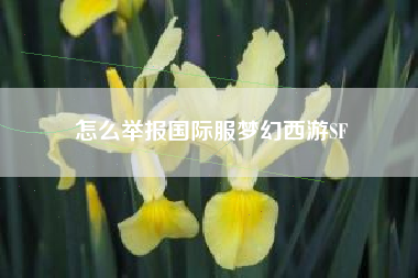 怎么举报国际服梦幻西游SF